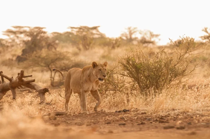 8 Days South Coast & Tsavo East