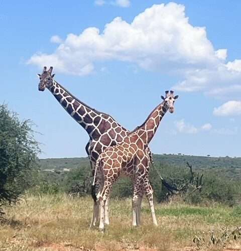Ewaso Camp