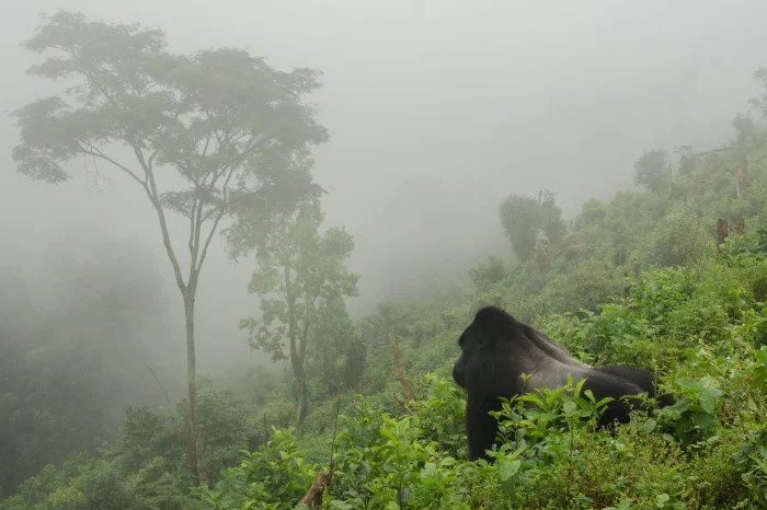 6 Days Rwanda Gorilla Safari