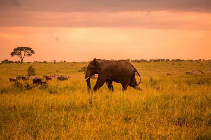 6 Days Tanzania Explorer Safari