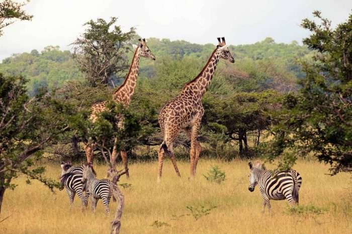 12 Days Selous & Zanzibar Safari