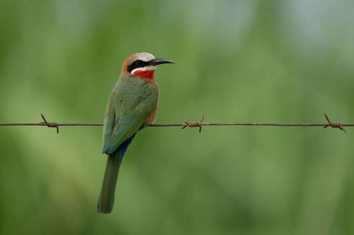 12 Days Photographic Safari