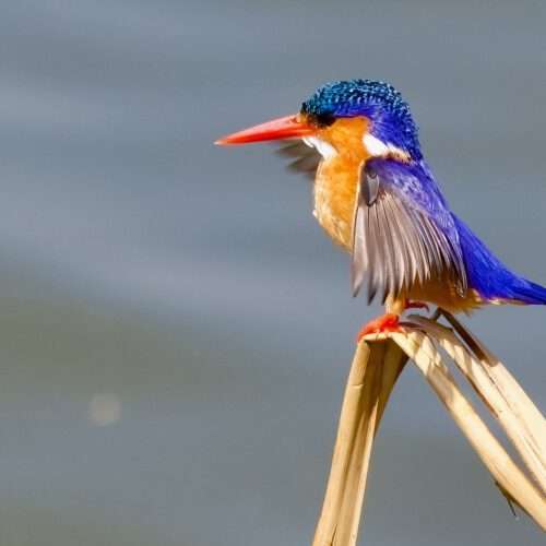 Birding, Safari