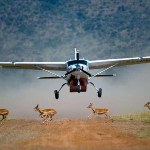 Flying Safari, Amboseli