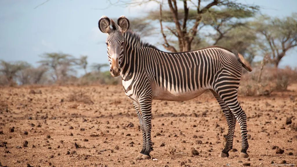 Grevy’s zebra