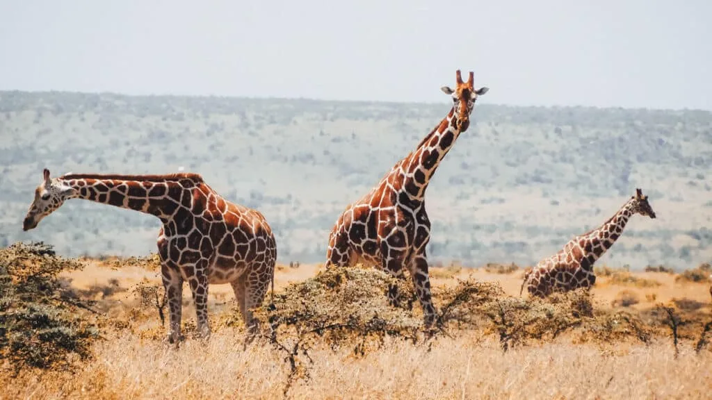 reticulated giraffe