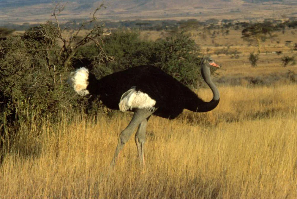 Somali ostrich
