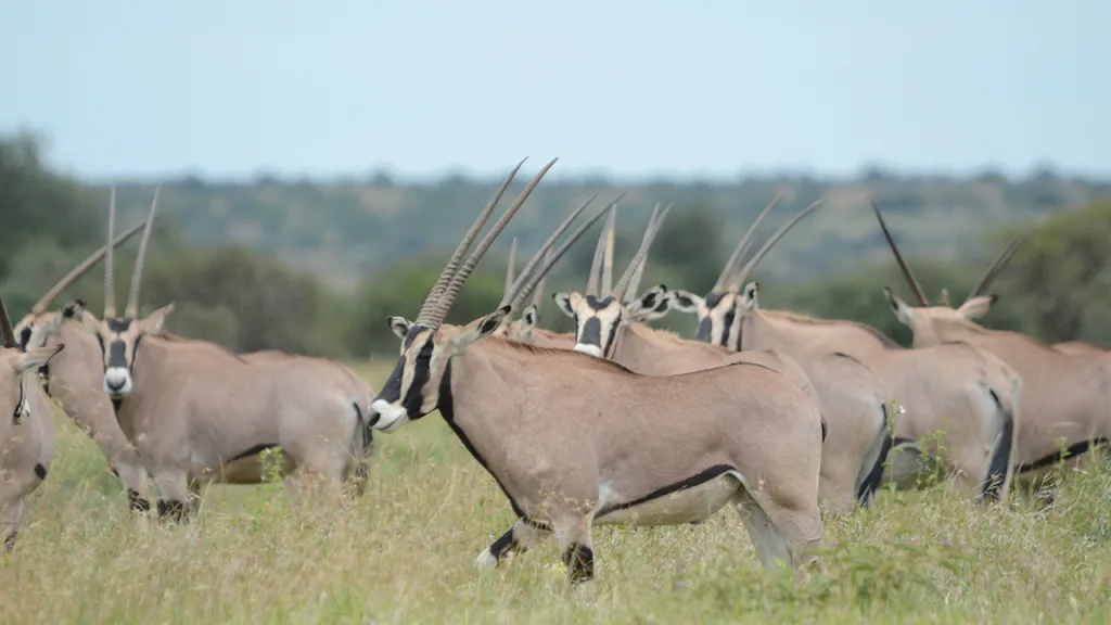 Beisa oryx