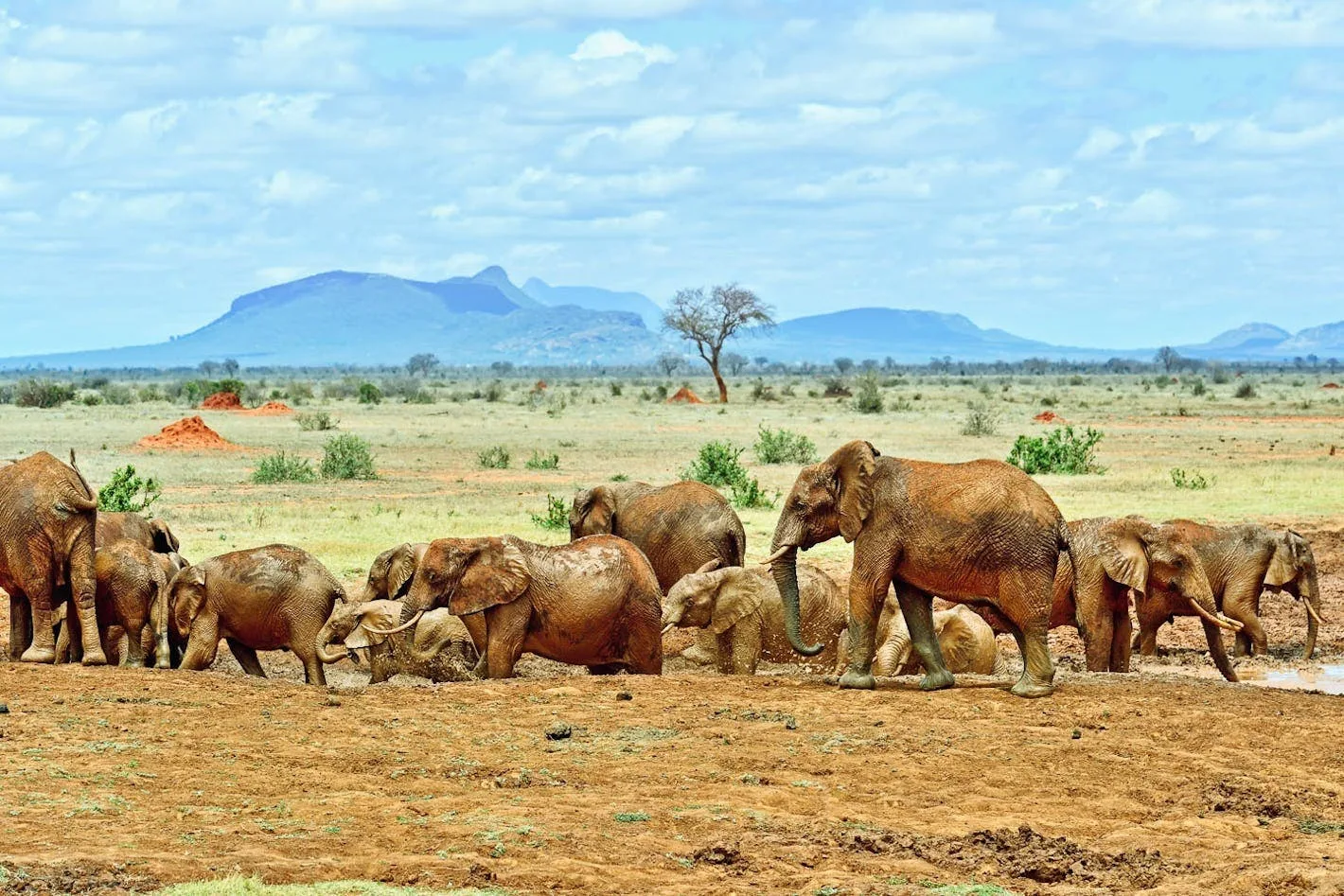 Big Five of the North