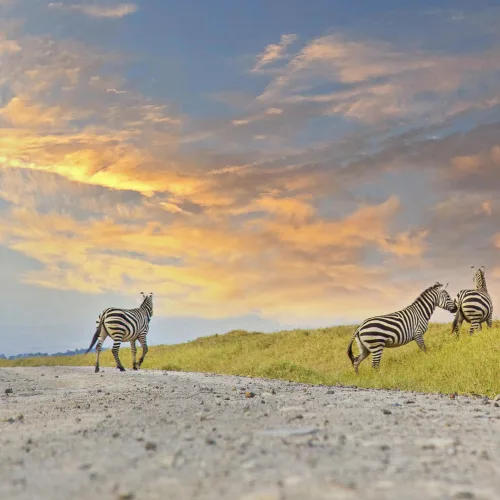Woman walking with a bicycle near zebras on a dirt road at Hell’s Gate National Park, Naivasha, Kenya during a colorful sunset