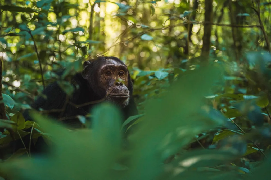 Chimpanzee Trekking