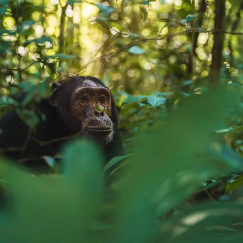 Chimpanzee in dense tropical forest at Kibale National Park, Uganda surrounded by green vegetation