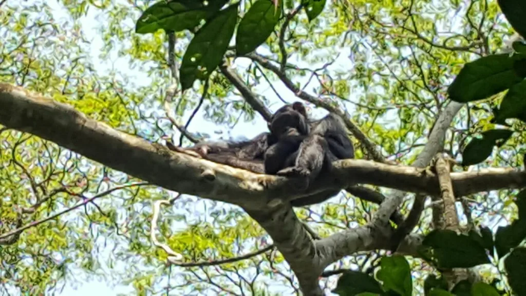 Chimpanzee Trekking