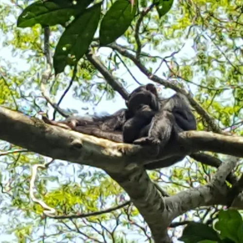 Chimpanzee lying on a tree branch in a forest canopy surrounded by green leaves and sunlight
