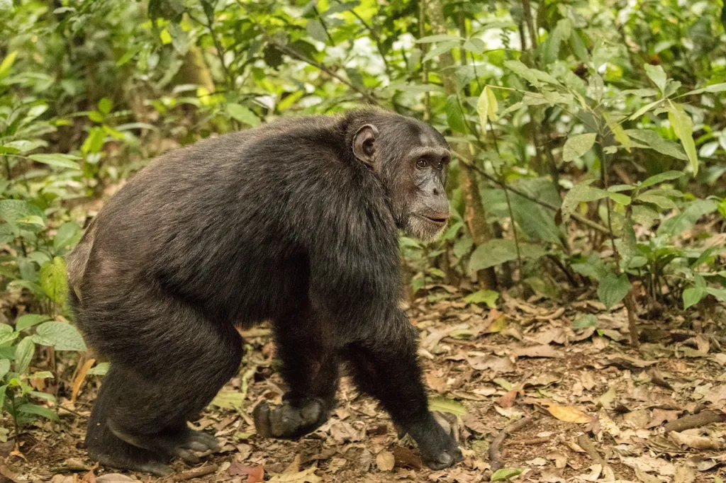 Chimpanzee Trekking