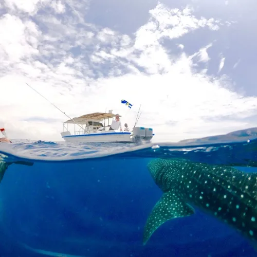 Snorkelers swimming with a whale shark near a boat at Diani Beach, Kenya, in clear blue ocean waters