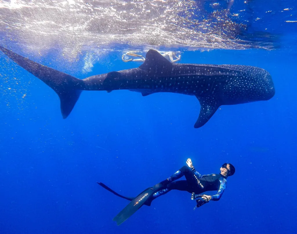 Woman swimming with a whale shark in Diani Beach, Kenya; boat above.
