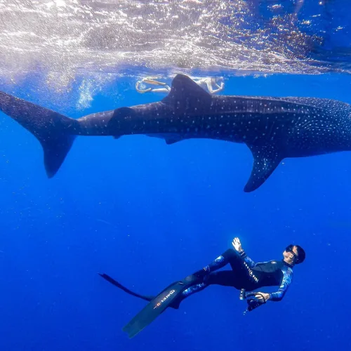 Diver swimming beneath a whale shark in deep blue ocean waters at Diani Beach, Kenya