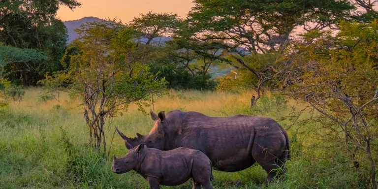 Mother rhino and calf in tall grass, an ethical wildlife encounter in their natural habitat.