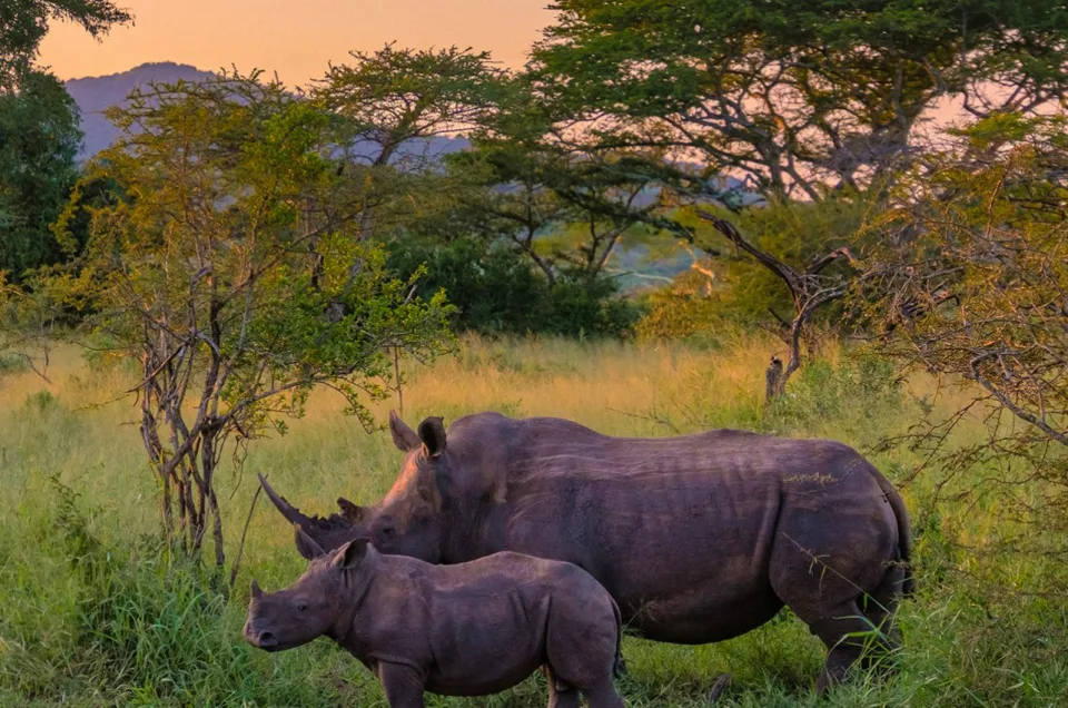 Mother rhino and calf in tall grass, an ethical wildlife encounter in their natural habitat.