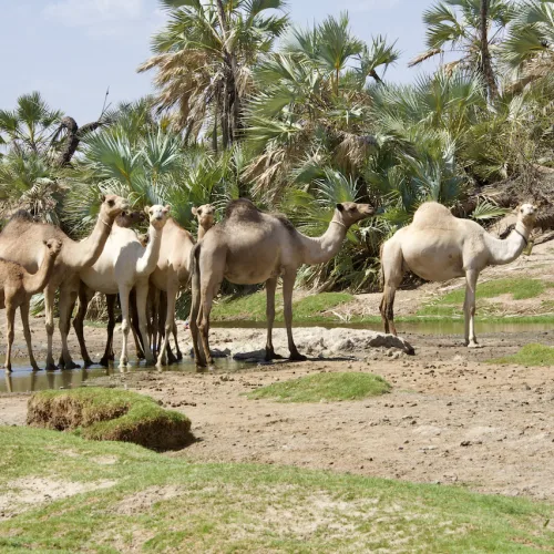 Herd of camels gathered at a water source surrounded by palm trees in a semi-arid landscape in Kenya