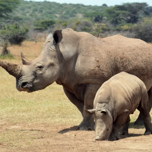 Adult rhinoceros with calf standing on savannah grassland in African wildlife reserve