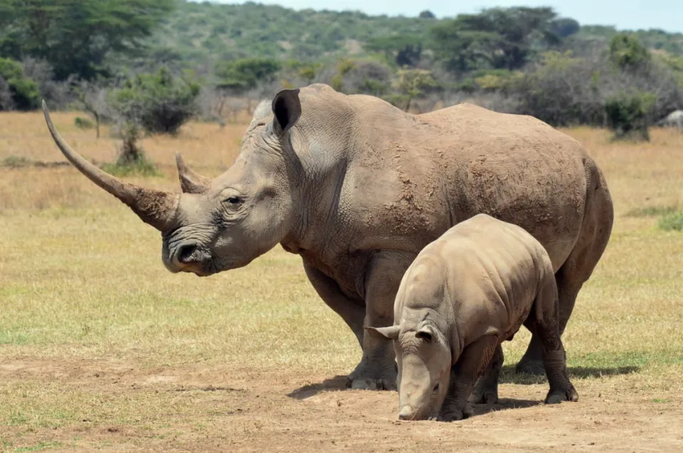 Adult rhinoceros with calf standing on savannah grassland in African wildlife reserve