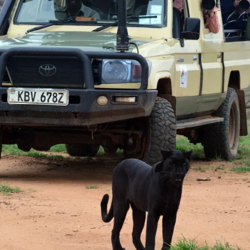 Black Leopard walking on a dirt road in front of a safari vehicle with tourists observing in an African reserve