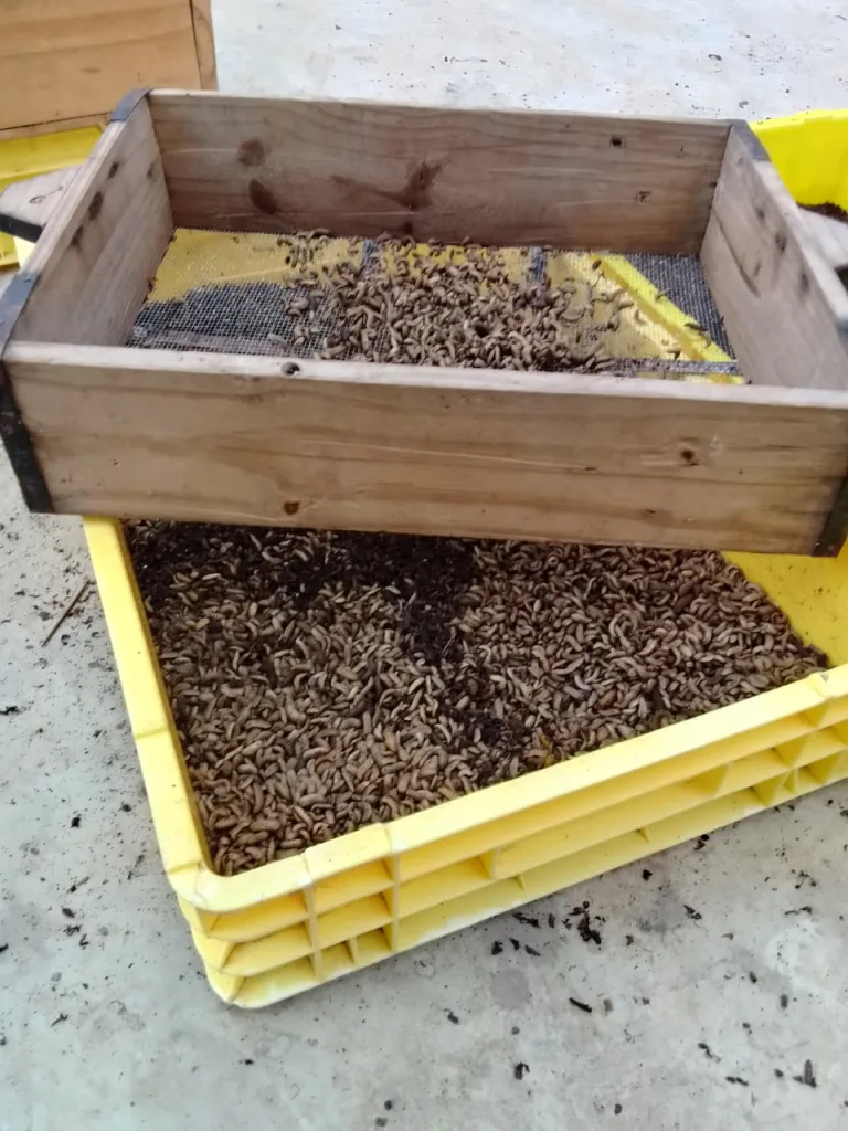 Heri Kenya Black Fly - The compost enriches soil for local crop cultivation