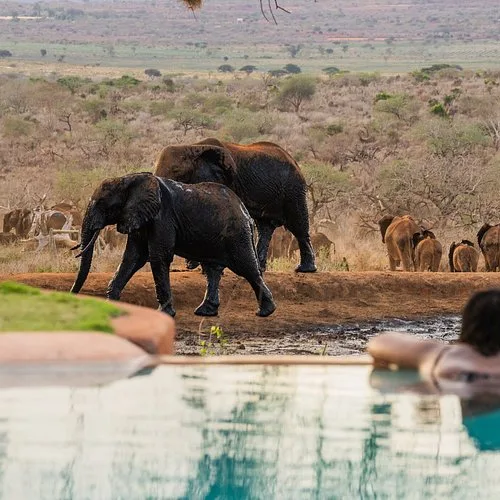 Person relaxing in a pool watching elephants at a watering hole in a Kenyan safari lodge