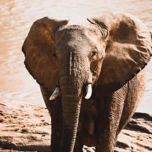 African elephant standing near a muddy waterhole in the wild savannah