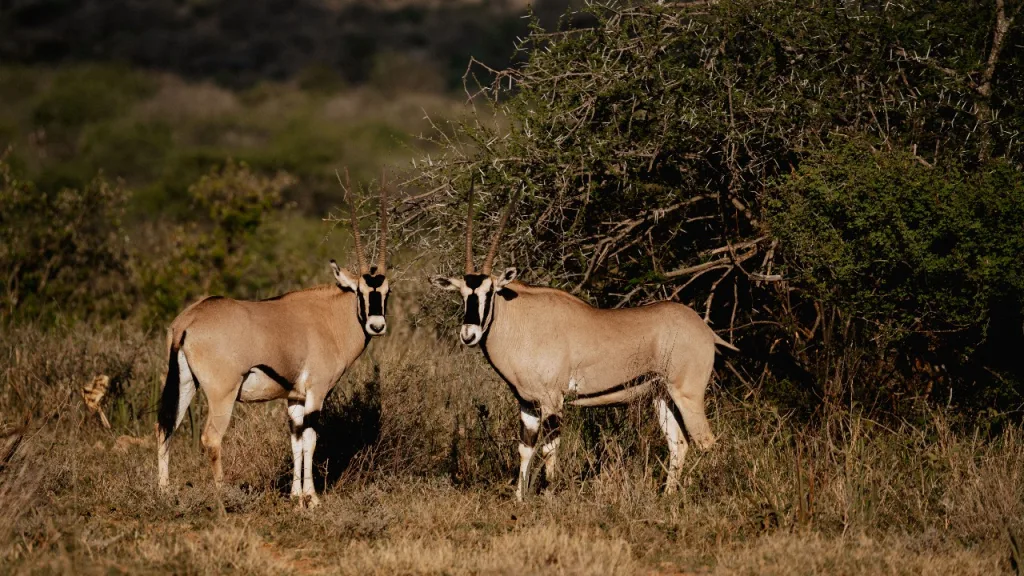 Laikipia Plateau in northern Kenya