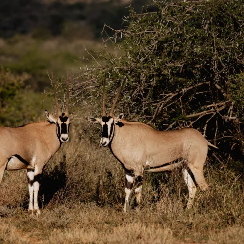 Two oryx antelopes standing in dry savannah landscape near shrubs in Africa