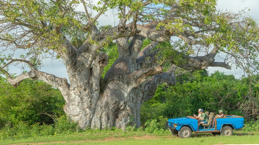 Safari game drive near a giant baobab tree in Manda Bay, Lamu, Kenya