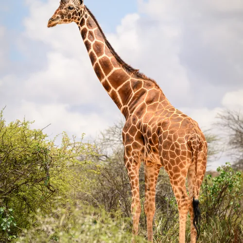 Giraffe standing tall in savannah landscape with green shrubs and blue sky in Africa