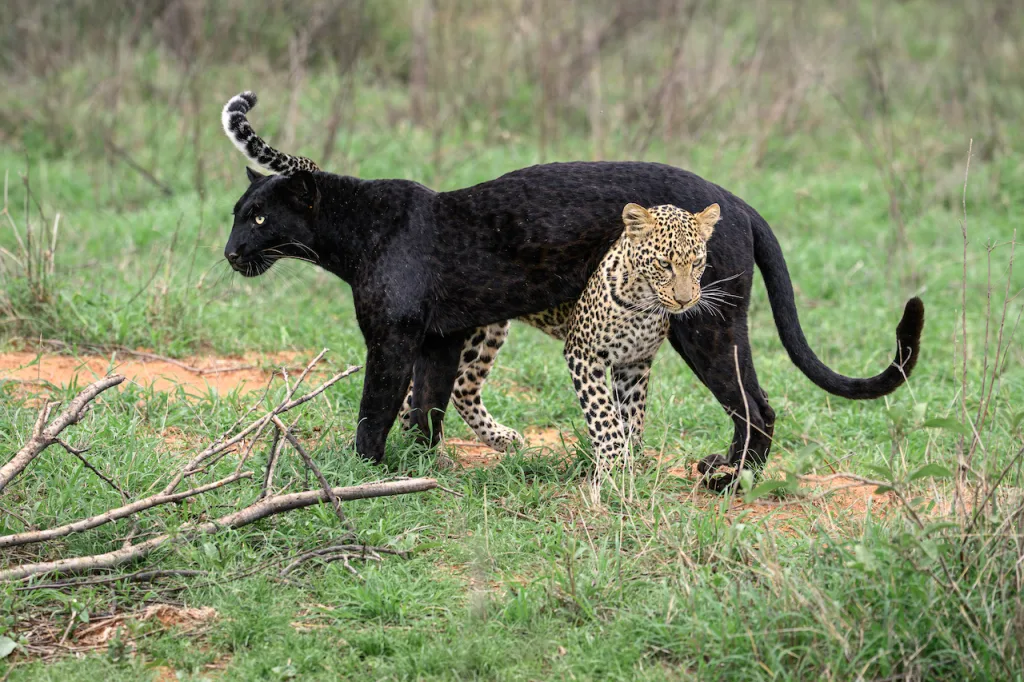 African wild dogs - Black Leopard