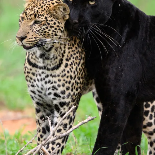 Black Leopard and Cheetah - Mpala Conservancy Laikipia