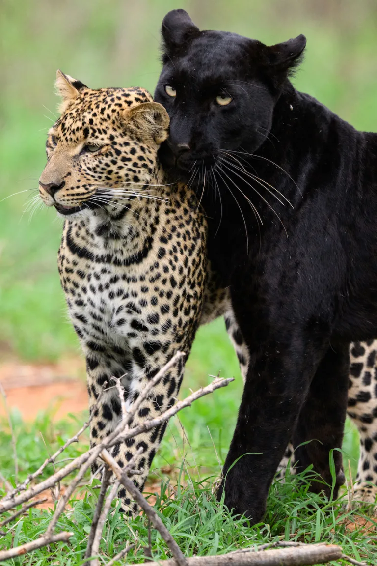 Black Leopard and Cheetah - Mpala Conservancy Laikipia