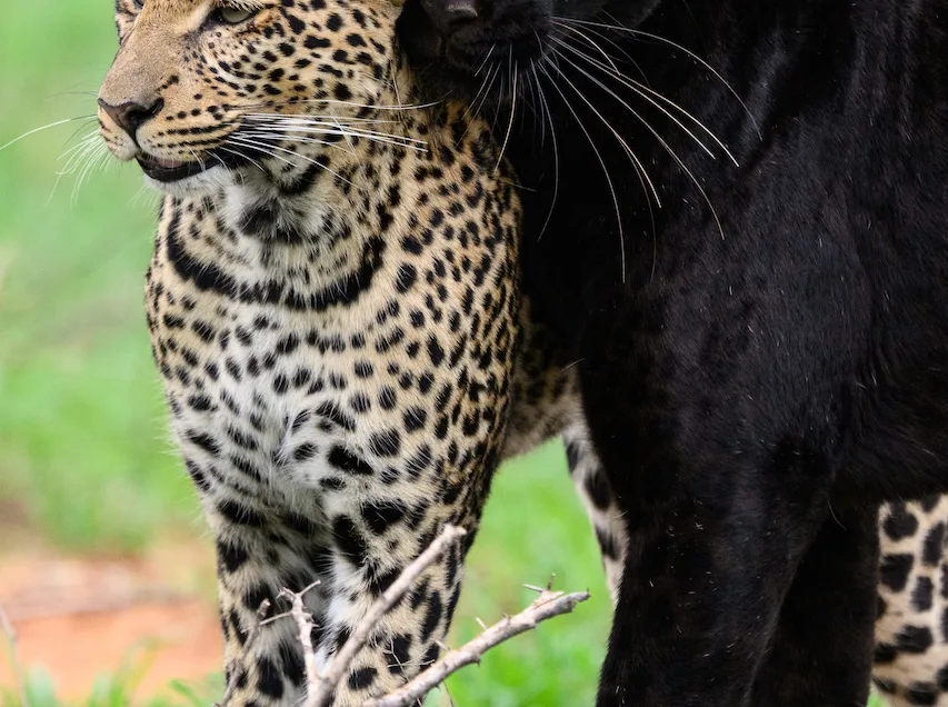Black Leopard and Cheetah - Mpala Conservancy Laikipia