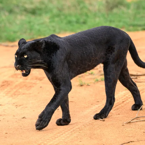 Black leopard walking on a dirt road in African savannah with alert posture