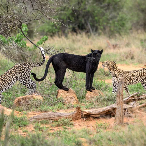 Black panther walking alongside a spotted leopard in grassy savannah landscape