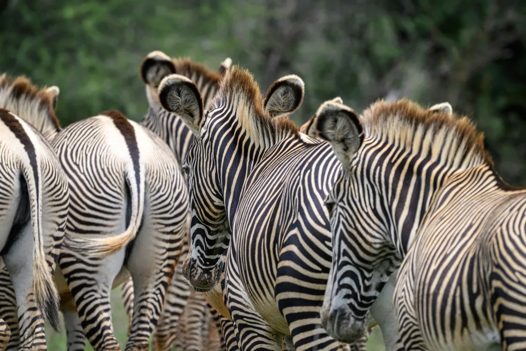Zebras at Mpala conservancy