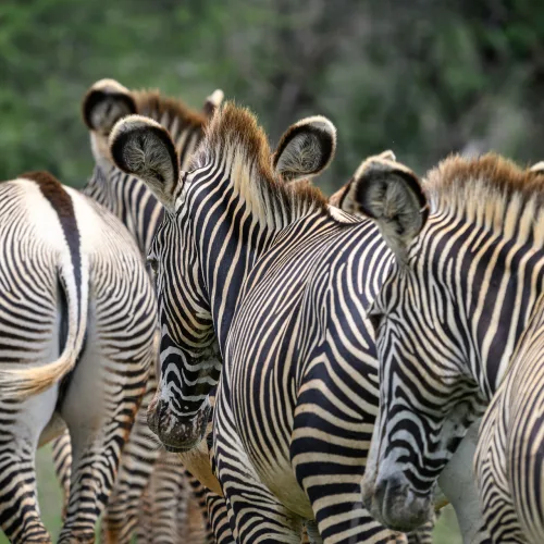 Zebras at Mpala conservancy
