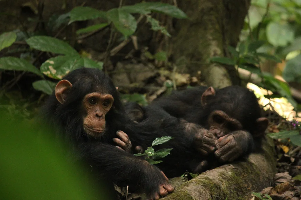 Rubondo Island National Park chimpanzees