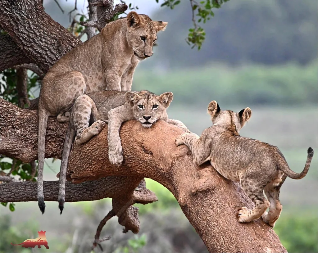 Tsavo Simba Research Project