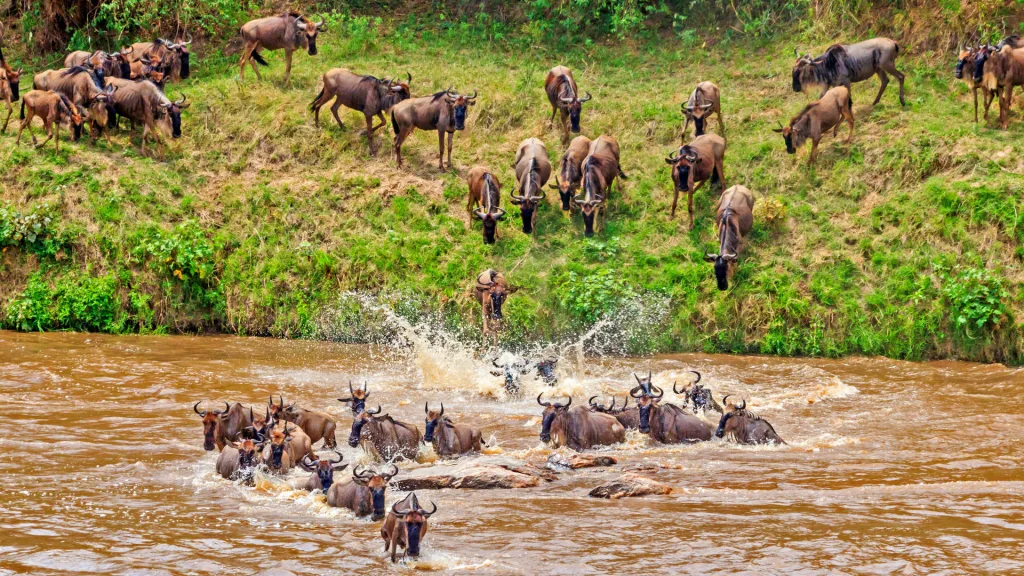 The Serengeti: Wildlife Spectacle