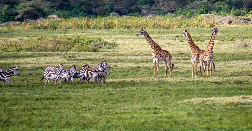 Wildlife & Nature Adventures in Tanzania