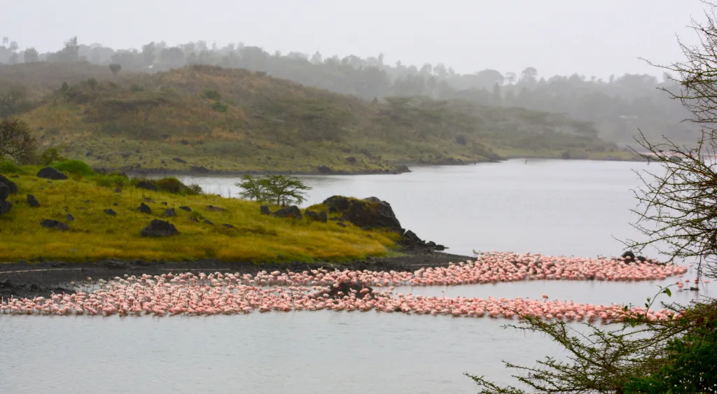 Lake Manyara National Park 