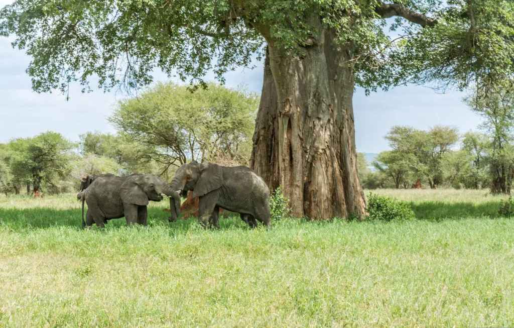 Tarangire National Park 