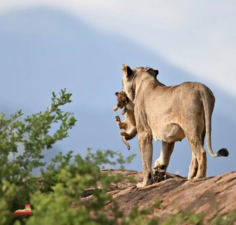 Lion carrying a cab in Tsavo national park